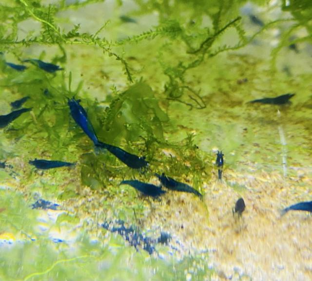 Crevettes Neocaridina Blue Dream