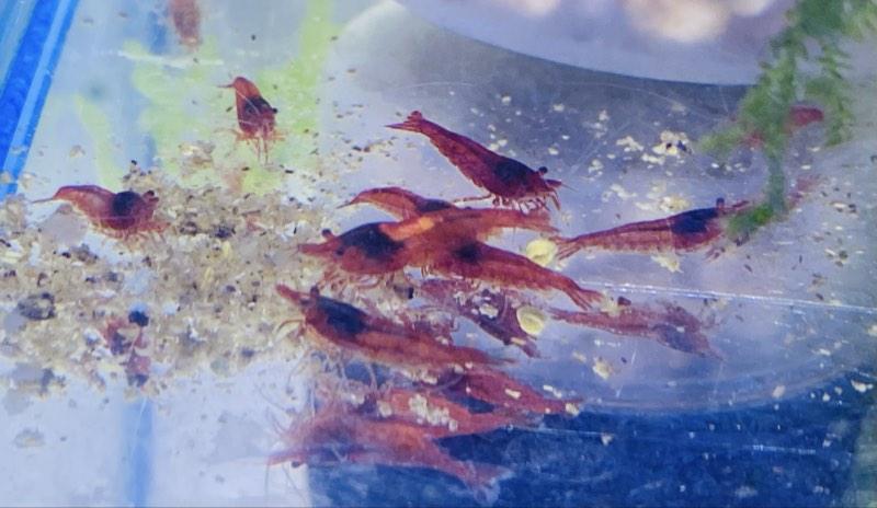 Crevettes Neocaridina Bloody Mary