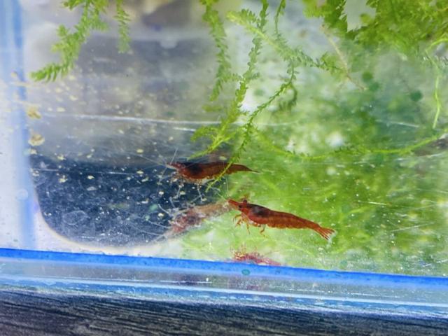 Crevettes Neocaridina Bloody Mary