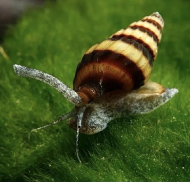 Escargot Anentome Helena