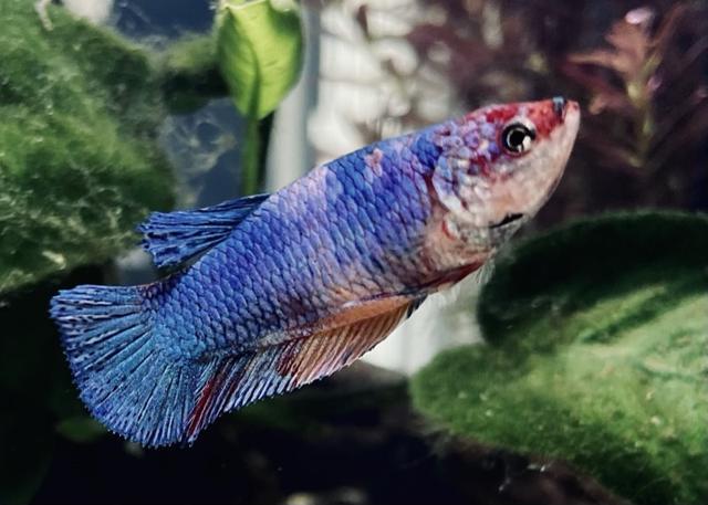 Femelle Beta.