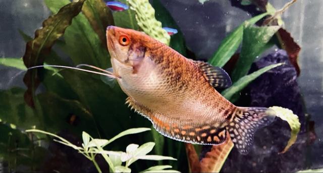 Gourami gold femelle.