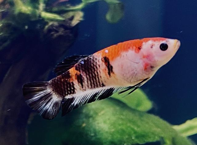 Combattant Betta femelle. à Naintré