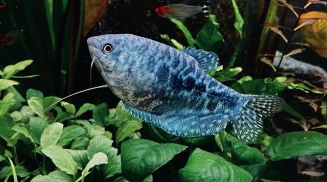 Couple de Gourami bleu