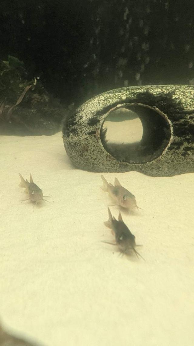 Donne Corydoras