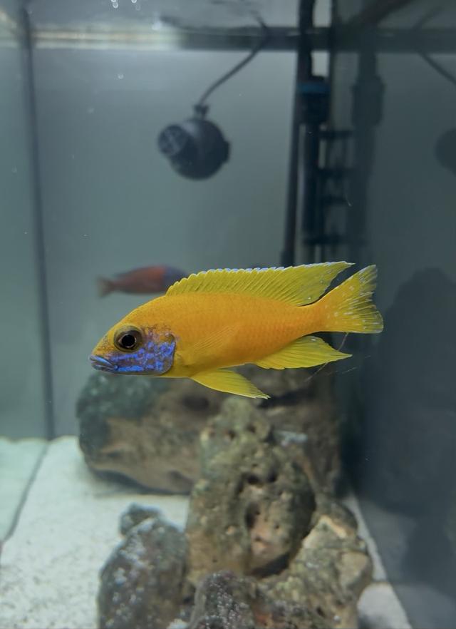 Cichlidés lac Malawi