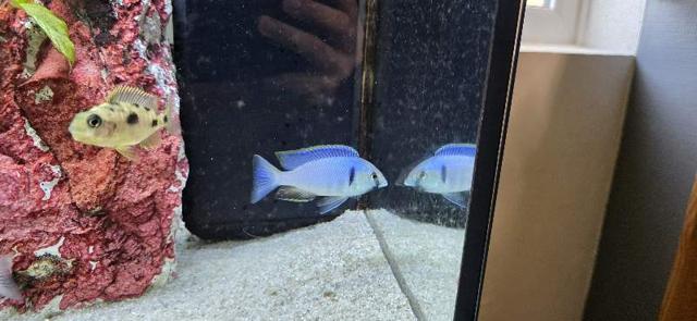 Placidochromis electra likoma F1