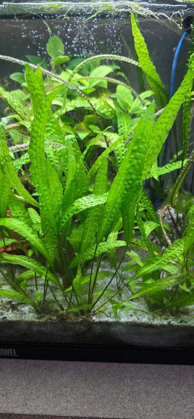 Cryptocoryne aponogetifolia