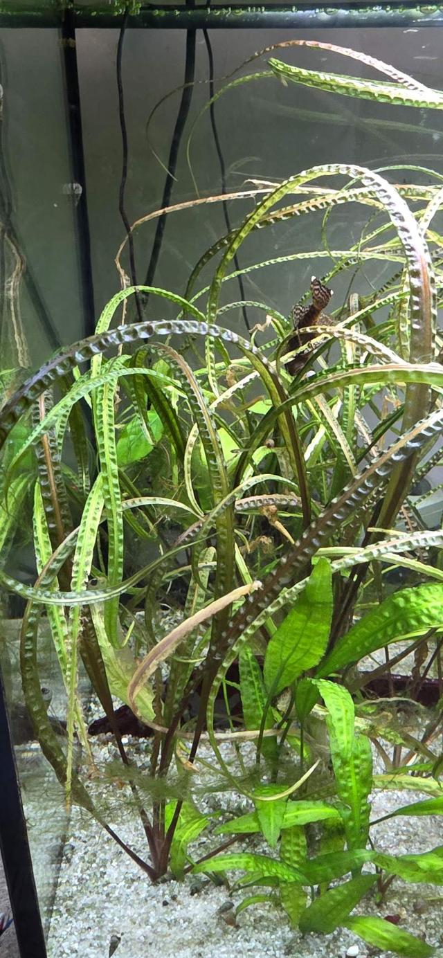 Cryptocoryne balensae