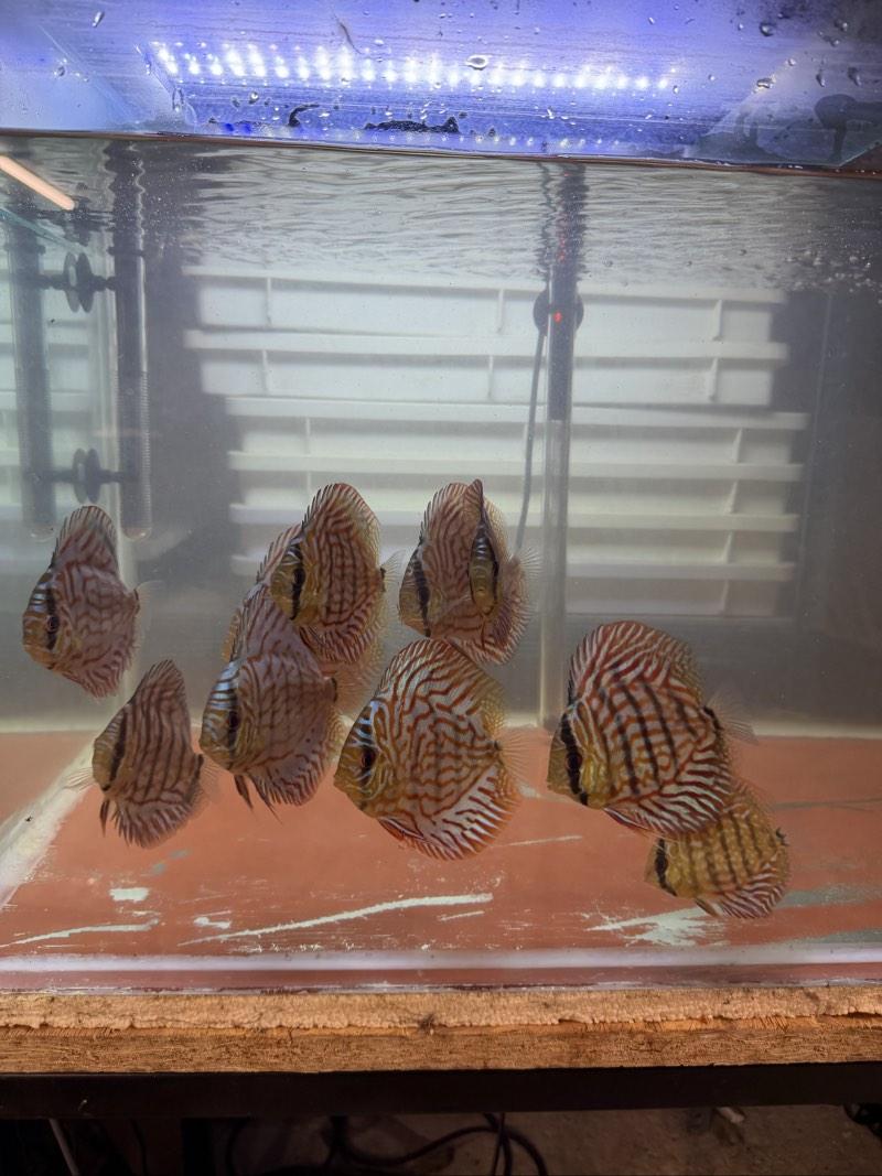 Jeune Discus