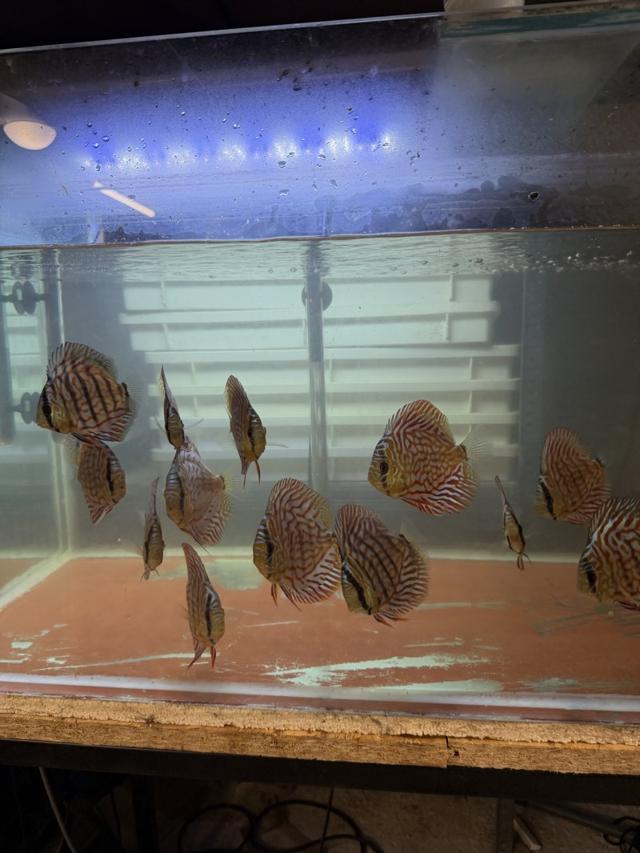 Jeune Discus