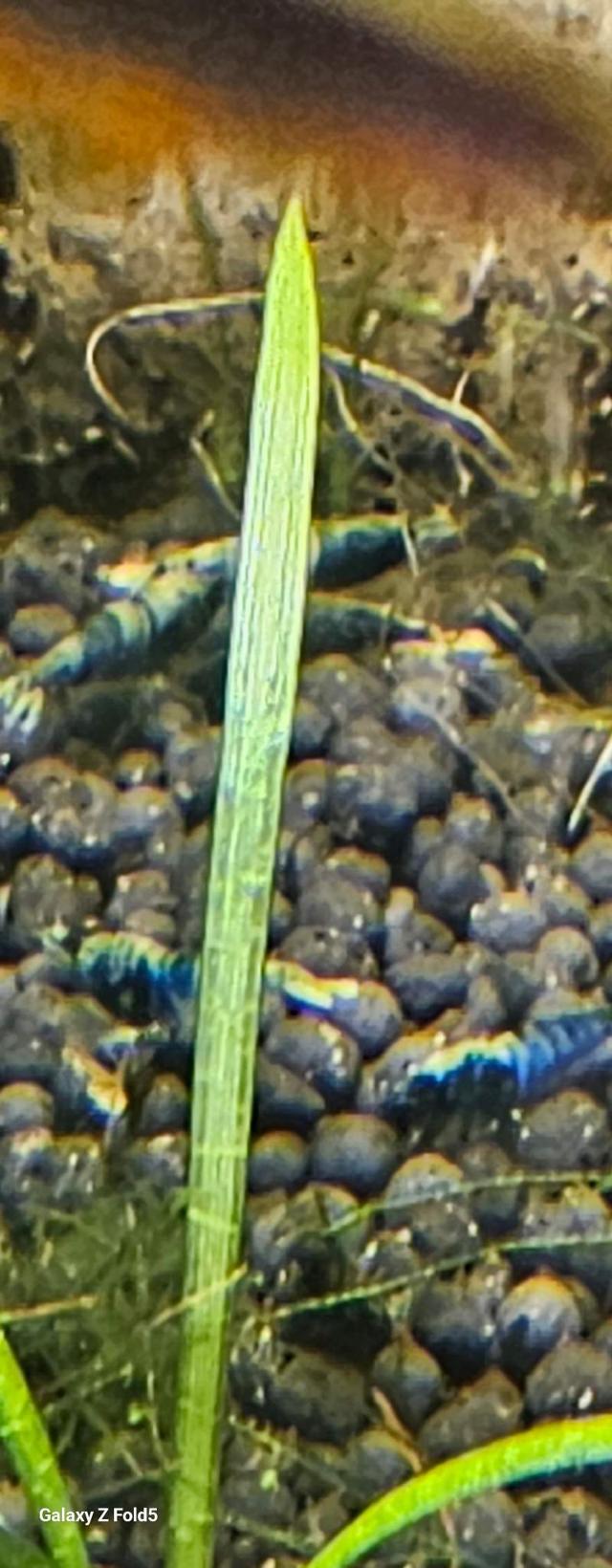 Caridina crazy blue