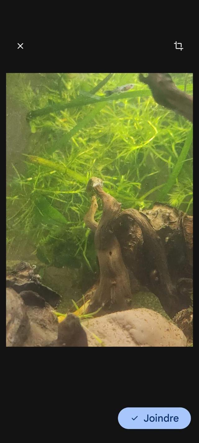 Naja et vallisneria