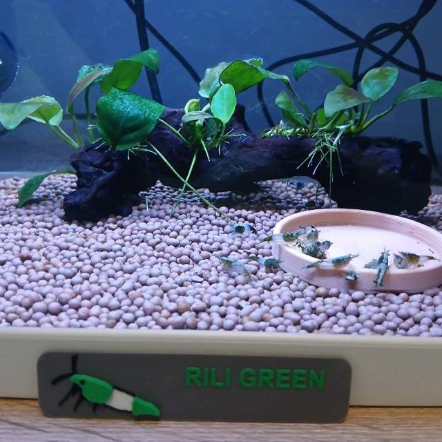 Crevette neocaridina rili green