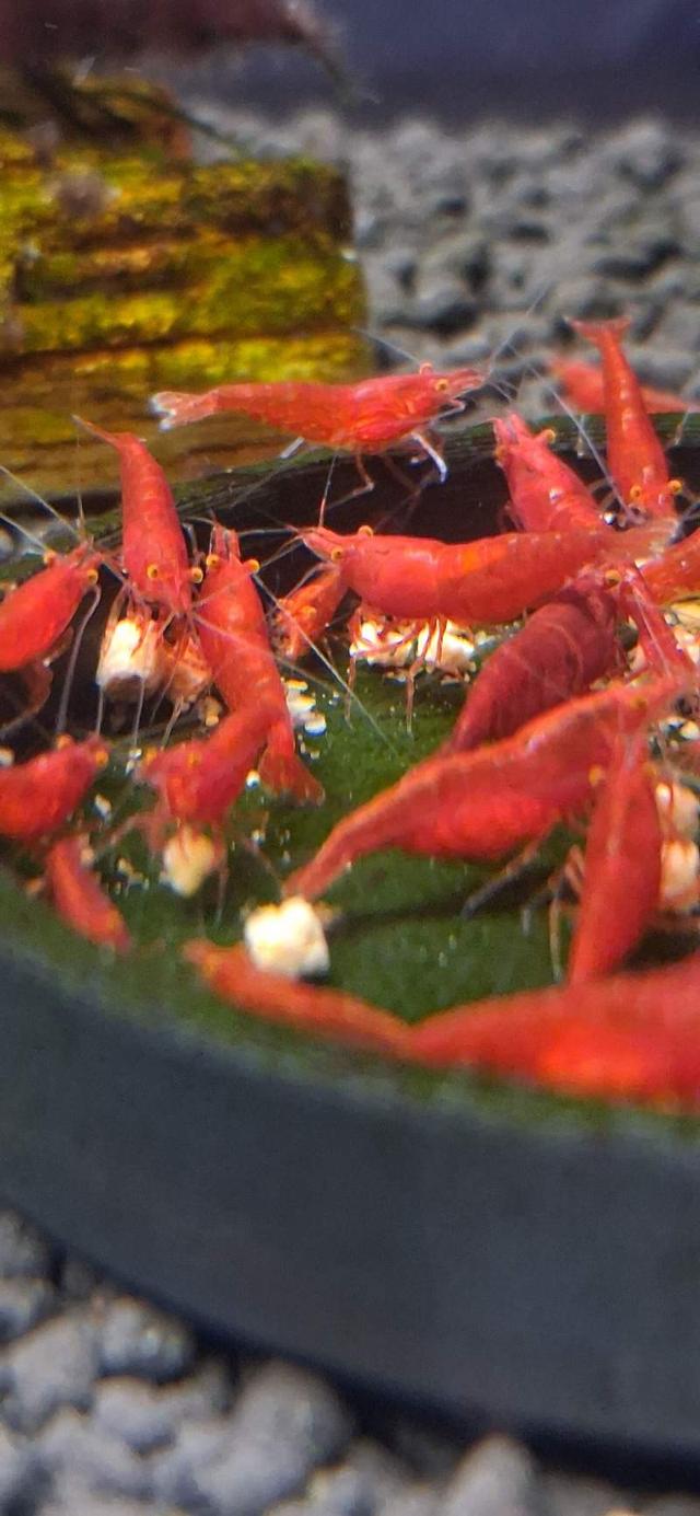 Crevette neocaridina bloody mary OE