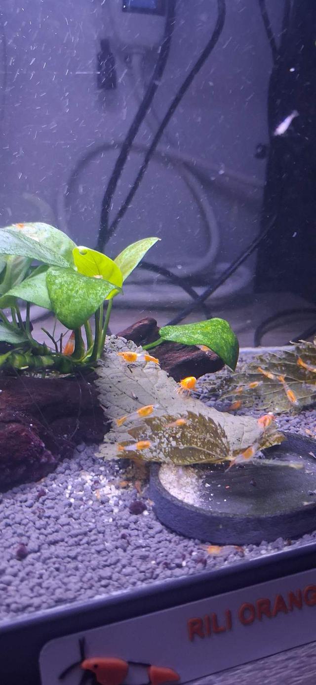 Crevette neocaridina rili orange