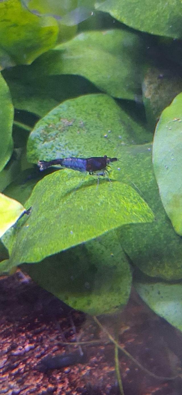 Crevette neocaridina rili blues carbone