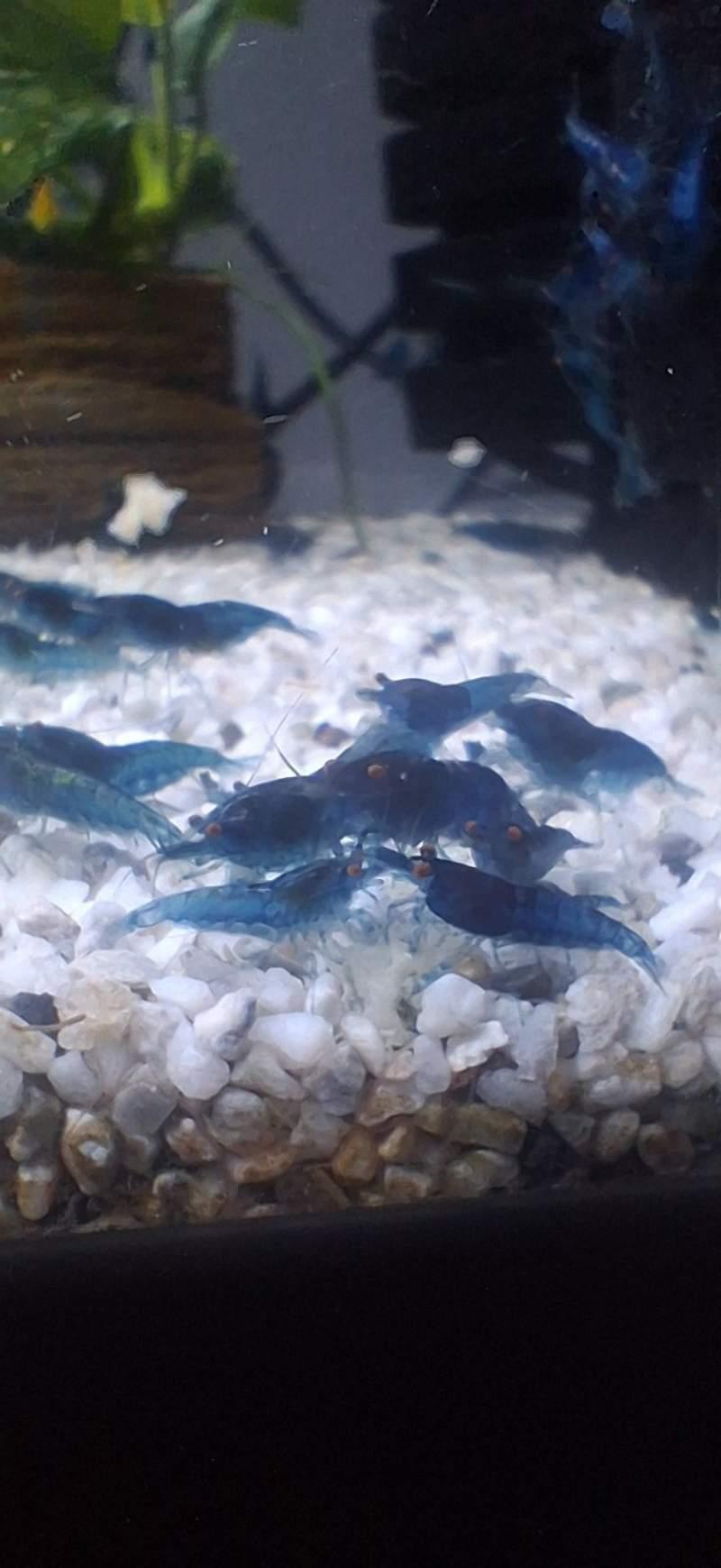 CREVETTE NEOCARIDINA BLUES DREAMS OE