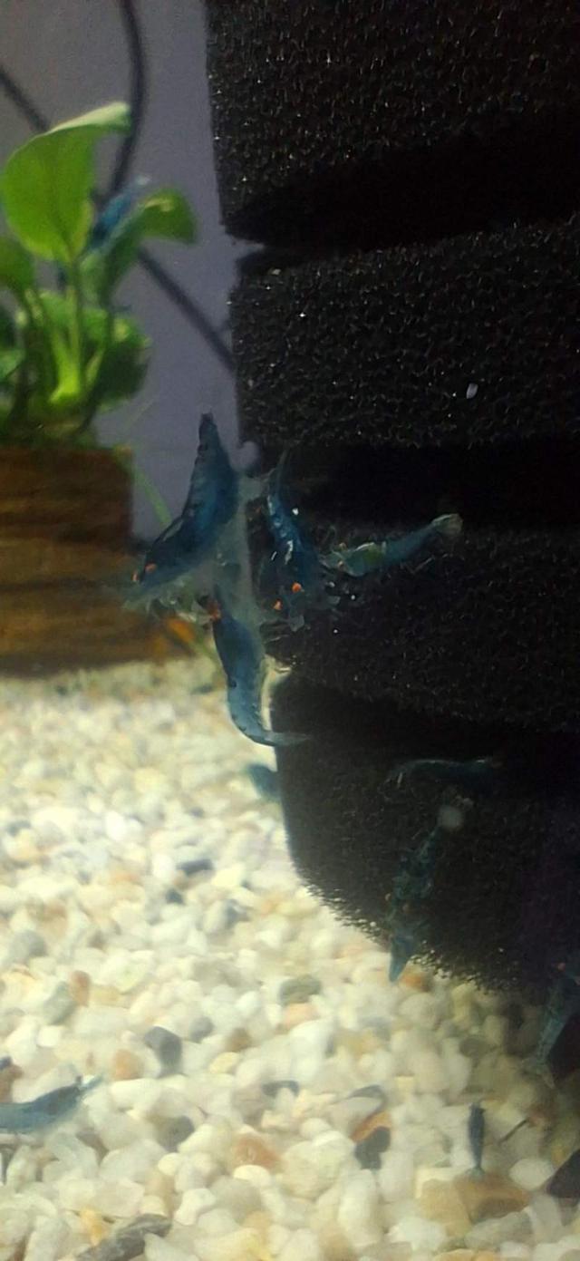 CREVETTE NEOCARIDINA BLUES DREAMS OE