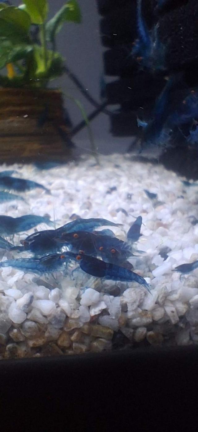 CREVETTE NEOCARIDINA BLUES DREAMS OE