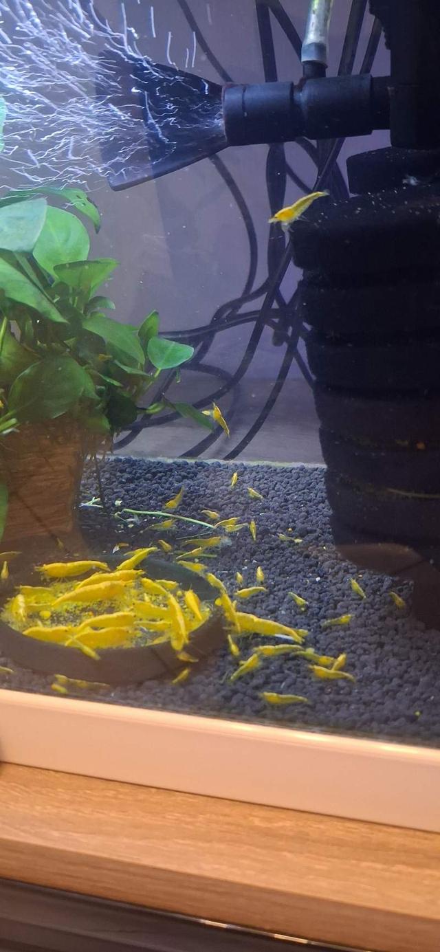 CREVETTES YELLOW NÉON