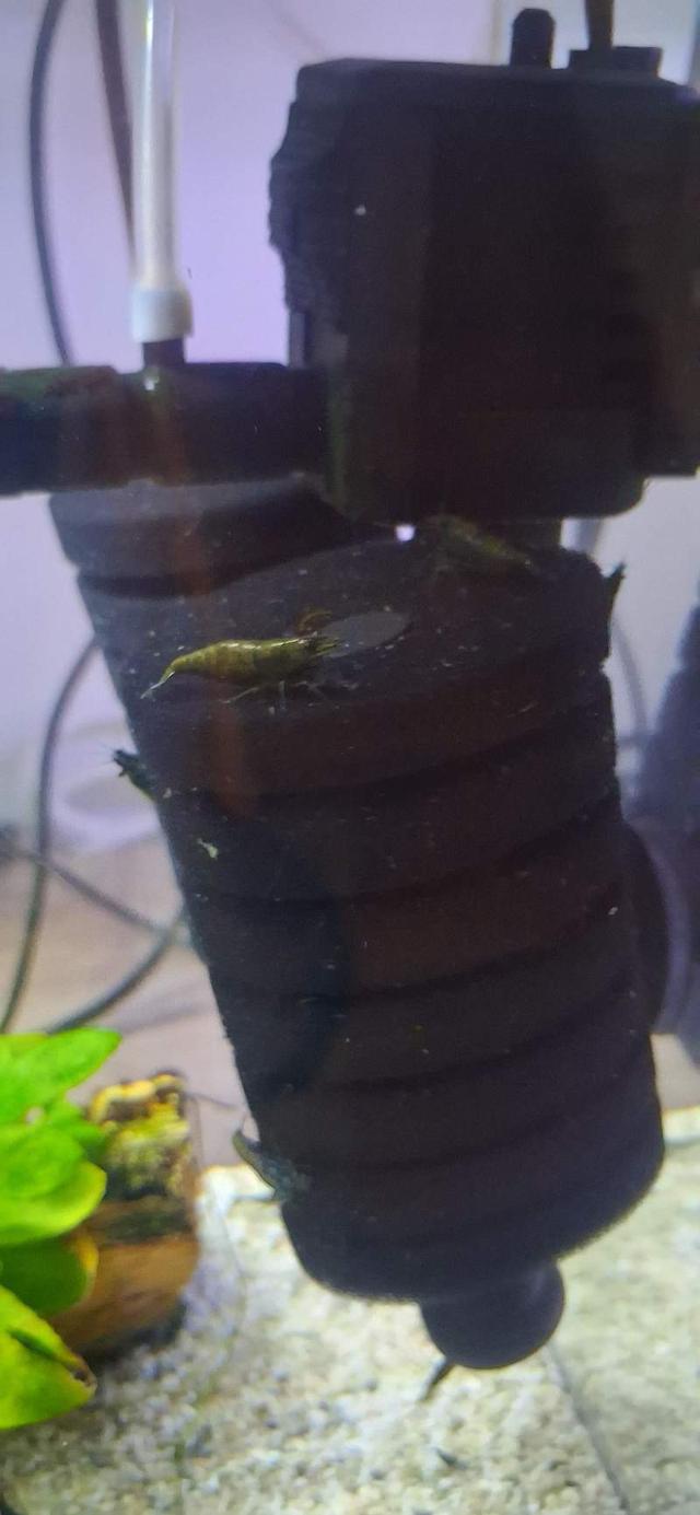 CREVETTE GREEN JADE