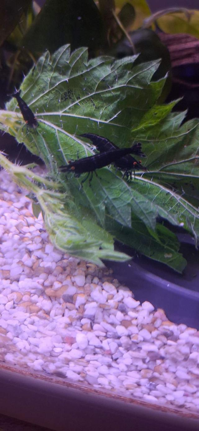 Crevette black rose OE