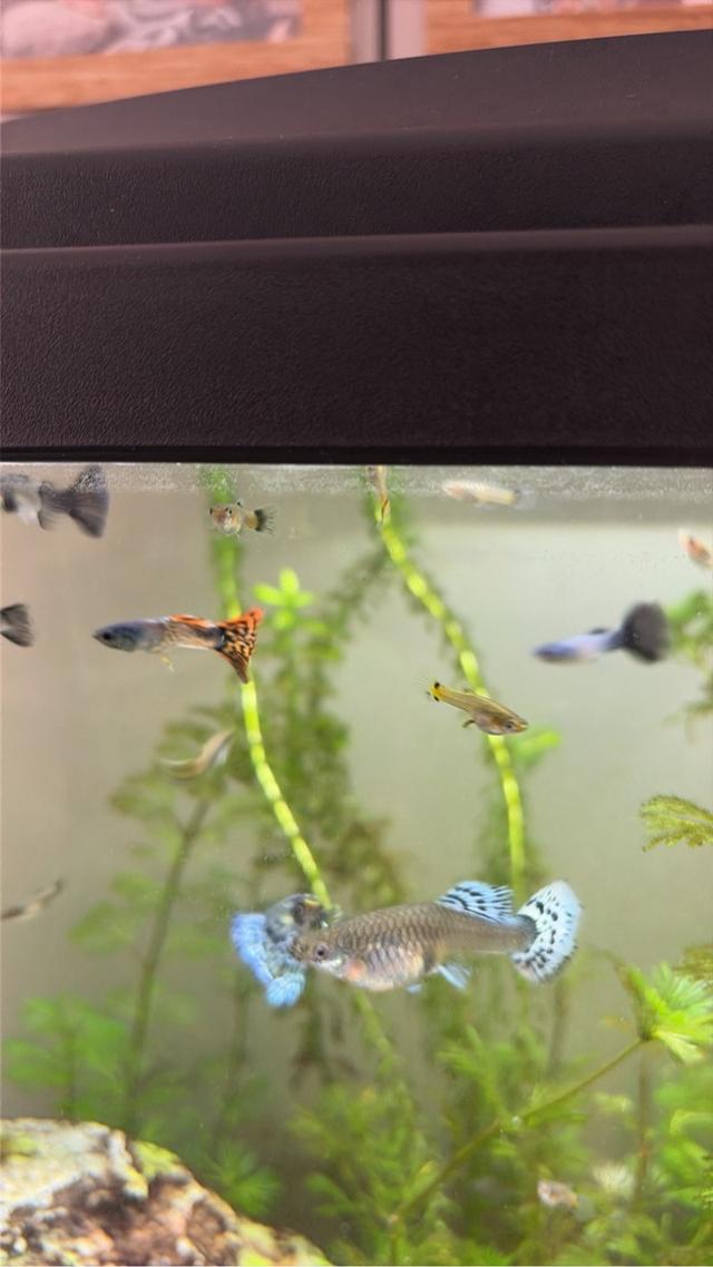 Lot guppys