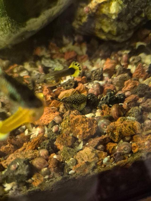Ancistrus