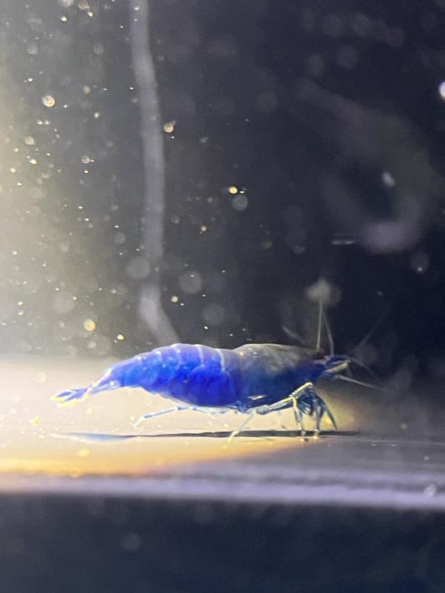 Crevette blue dream