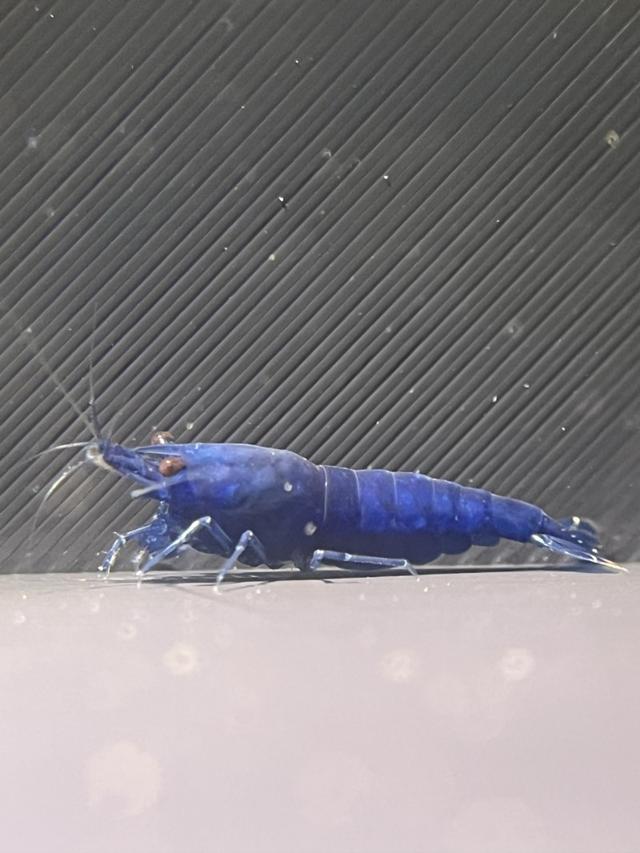 Crevette blue dream