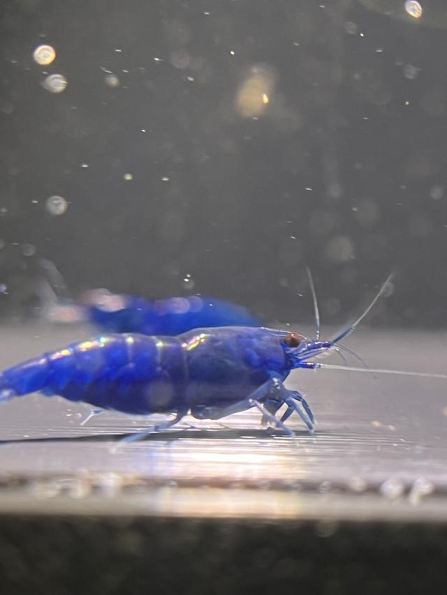 Crevette blue dream
