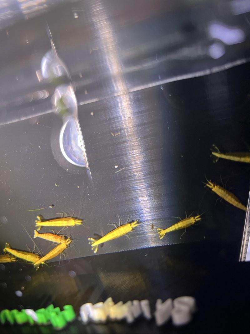 Crevette yellow néons