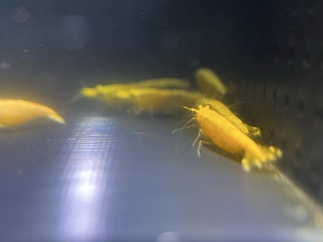 Crevette yellow néons