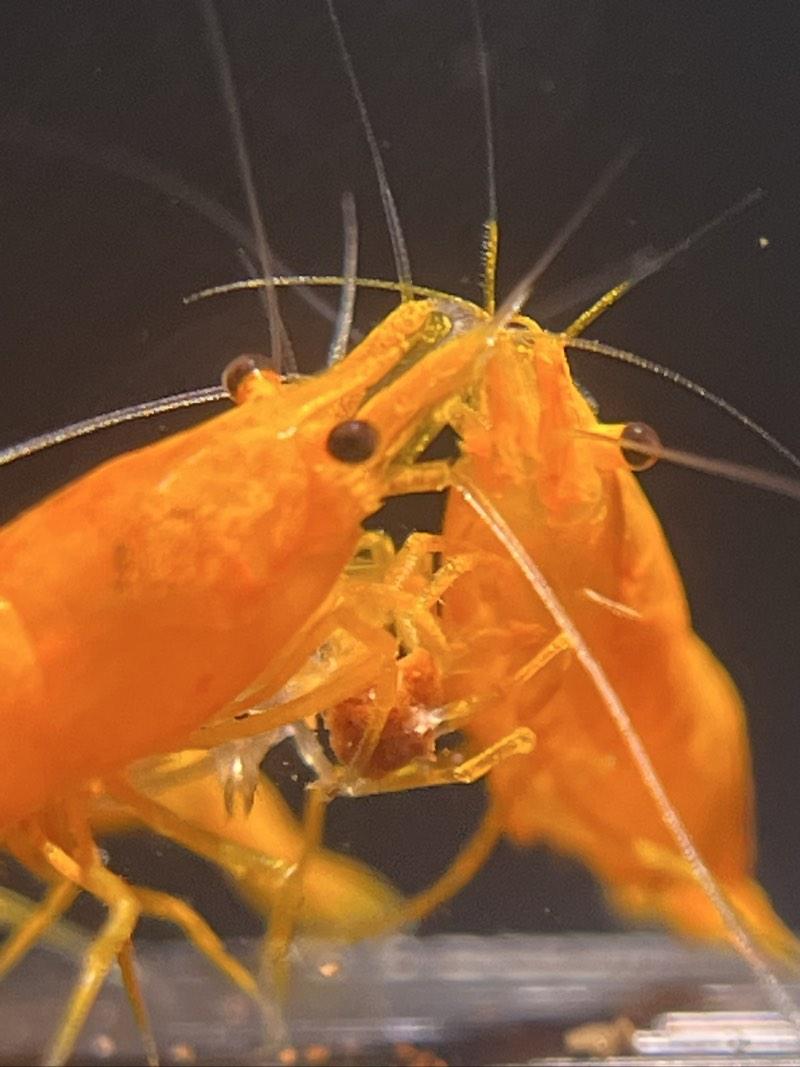 Crevettes orange sunkist