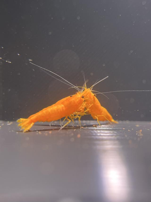 Crevettes orange sunkist