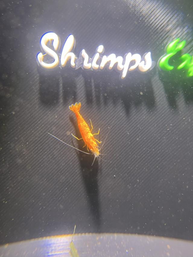 Crevettes orange sunkist