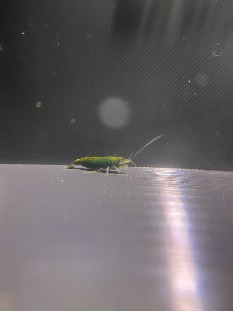 Crevette Green jade