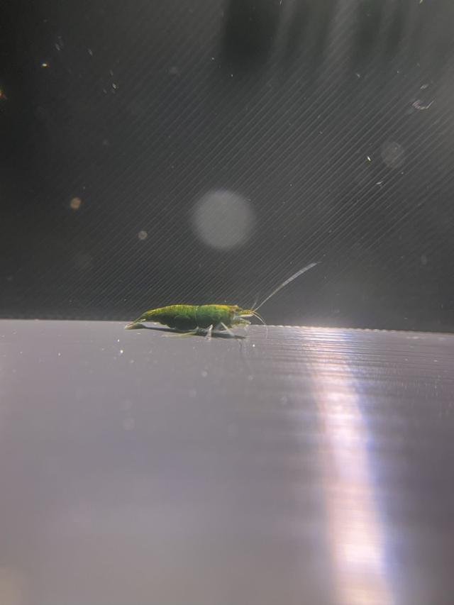 Crevette Green jade à Vitré