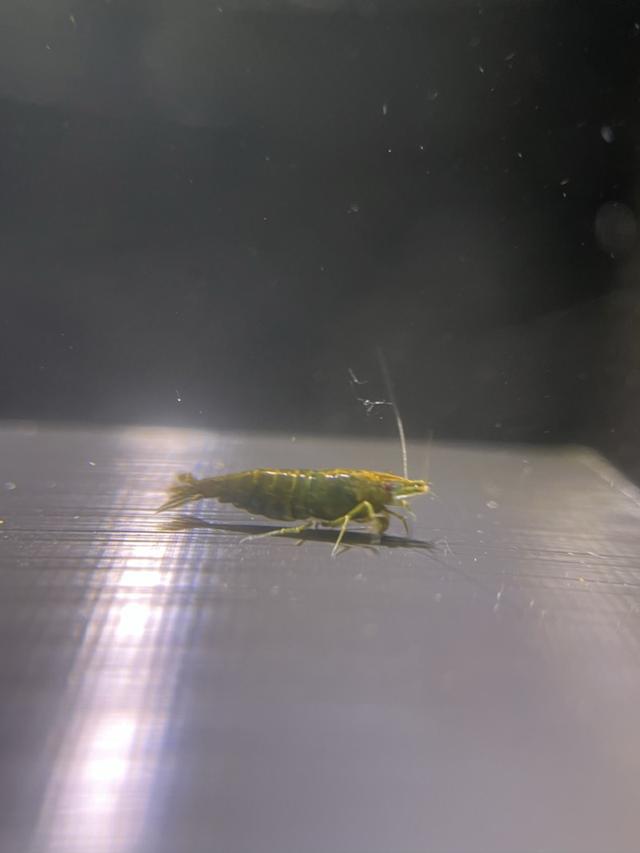 Crevette Green jade