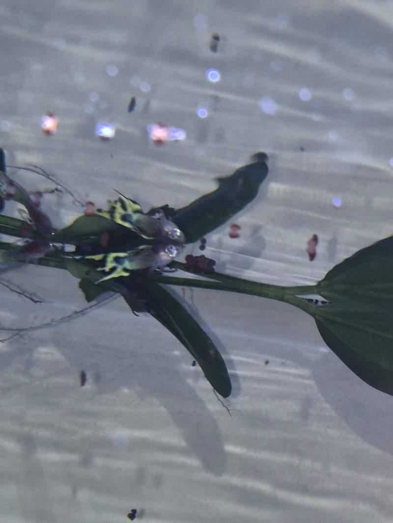 Echanges guppies contre plantes ou crevettes