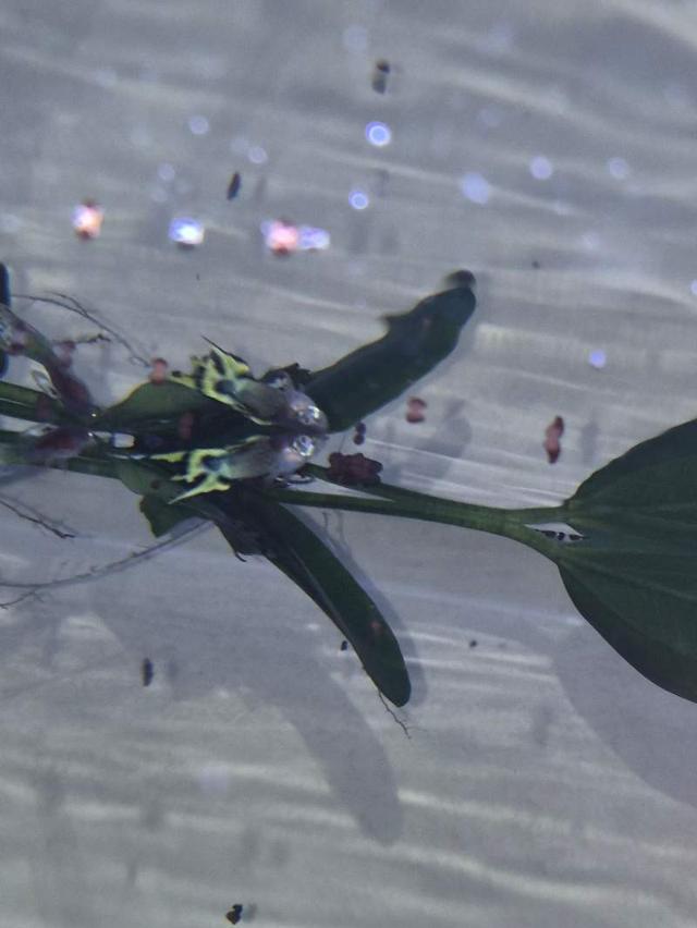 Echanges guppies contre plantes ou crevettes