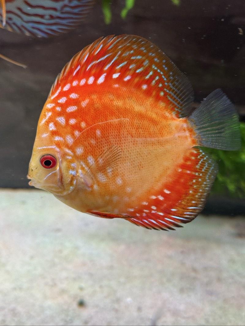 Plusieurs poisson