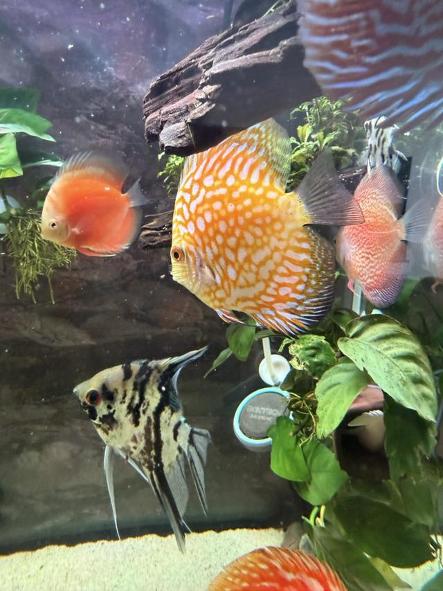 Plusieurs poisson