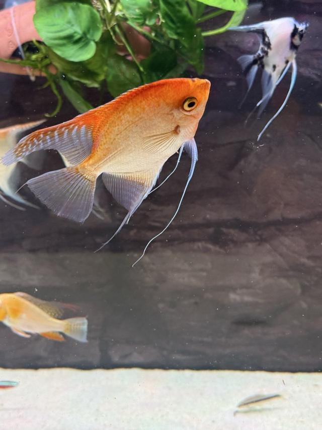 Plusieurs poisson
