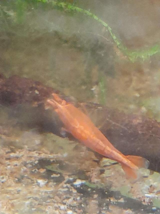 Crevette red fire