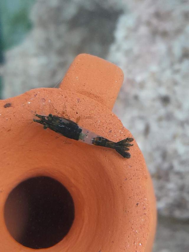 Crevette Green Rili