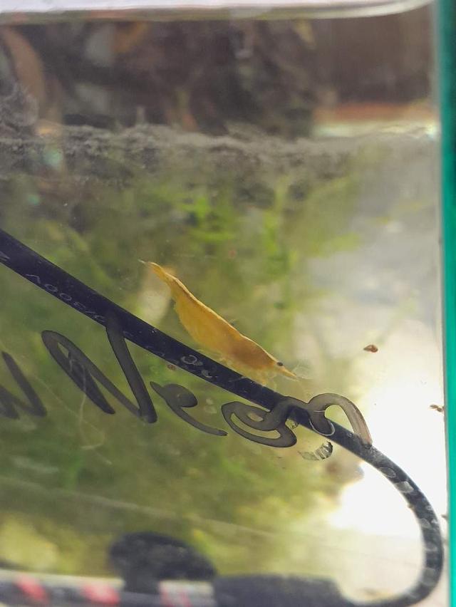 Crevette Yellow neon
