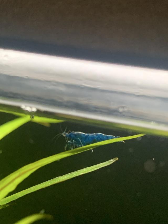 Lot de Neocaridina Blue Velvet