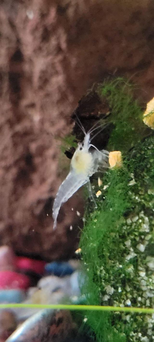 Crevettes Neocaridina à Le Grand-Serre